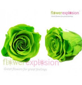 ΤΡΙΑΝΤΑΦΥΛΛΑ "ΑΠΟΧΥΜΩΜΕΝΑ¨" ΠΡΑΣΙΝΑ ROSEN  PRESERVED GREEN